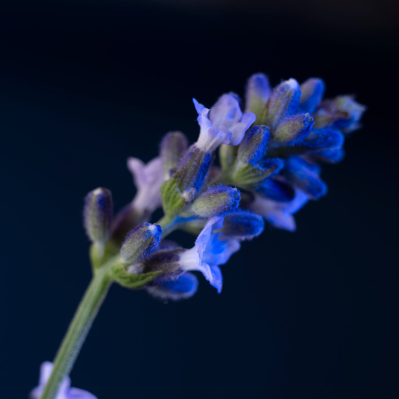 YVES SAINT LAURENT Y LE PARFUM 100mL